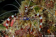 Stenopus hispidus-Wakatobi Sawa Fan garden-3m-20180528nuit-Denis-ADER-DSC_1611_tn